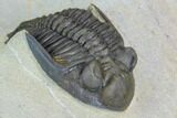Brown Hollardops Trilobite - Foum Zguid, Morocco #125186-3